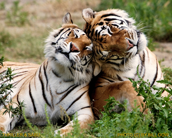 http://www.shambala.org/images_news/Thriller%20&amp;%20Sabu%20(1).jpg