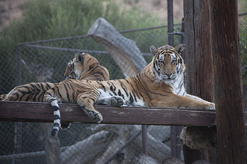 The Shambala Preserve presented by The Roar Foundation